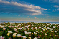Spring Time, Natural Bridges State Park, Santa Cruz, California
