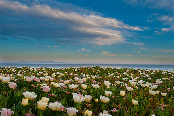 Spring Time, Natural Bridges State Park, Santa Cruz, California