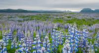 Lupine Field, South Eastern Iceland