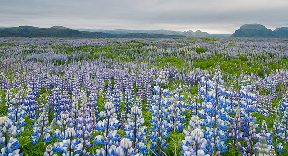 Lupine Field, South Eastern Iceland