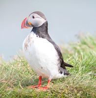 Puffin, Borgarfjörður Eystri, East Iceland