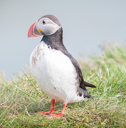 Puffin, Borgarfjörður Eystri, East Iceland