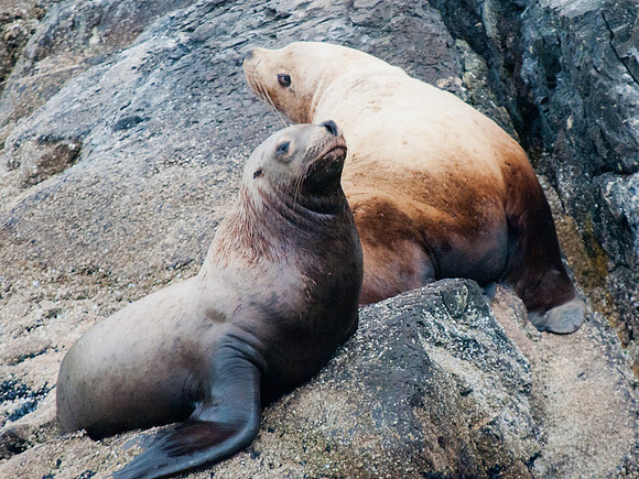 Sun Bathing Seals, Kenai Peninsula, Alaska