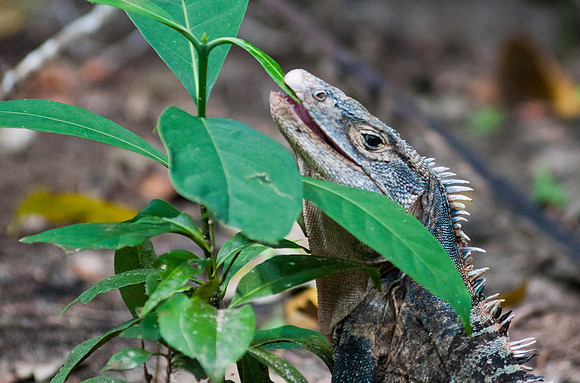 Iguana, Manuel Antonio National Park, Costa Rica