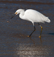 Snowy Egret, Natural Bridges State Park, Santa Cruz, California