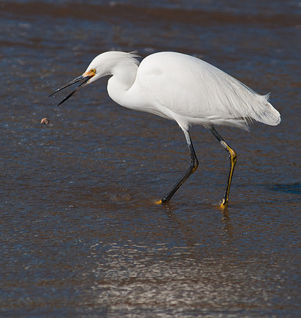 Snowy Egret, Natural Bridges State Park, Santa Cruz, California