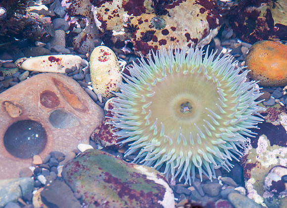 Sea Anemone at Low Tide, Half Moon Bay, California
