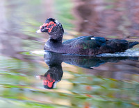 Waterfowl, Punaluu Black Sand Beach, Big Island, Hawaii