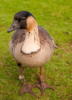 The Endangered Nēnē, Hawaiian Goose