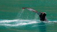Humpback skinny dipping