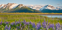 Wildflowers, Late Spring, Turnagain Arm, Alaska