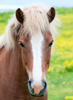 Icelandic Horse, Eastern Iceland