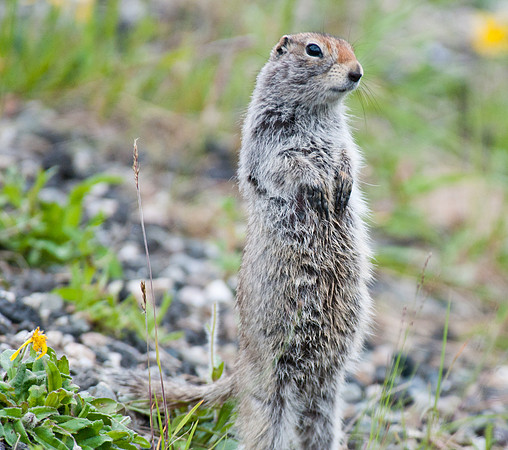 Arctic Squirrel, Denali National Park, Alaska
