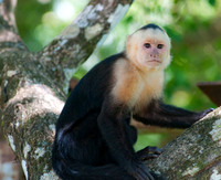 White-faced Capuchin Monkey, Manuel Antonio National Park, Costa Rica