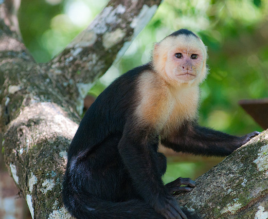 White-faced Capuchin Monkey, Manuel Antonio National Park, Costa Rica