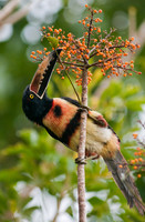 Toucan, Arenal, Costa Rica
