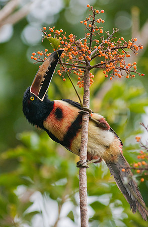 Toucan, Arenal, Costa Rica