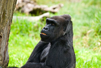 Gorilla, San Francisco Zoo, California